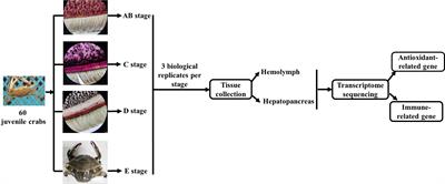 Comparative transcriptomics reveals the immune dynamics during the molting cycle of swimming crab Portunus trituberculatus